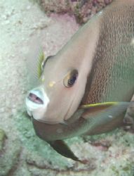 Mr. DeMille, I am ready for my close up. DC 500 in natura... by Alison Hargadine 
